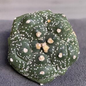 Astrophytum asterias cv. Kikko