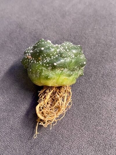 Astrophytum asterias cv. Kikko - Зображення 2