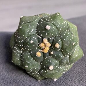 Astrophytum asterias cv. Kikko
