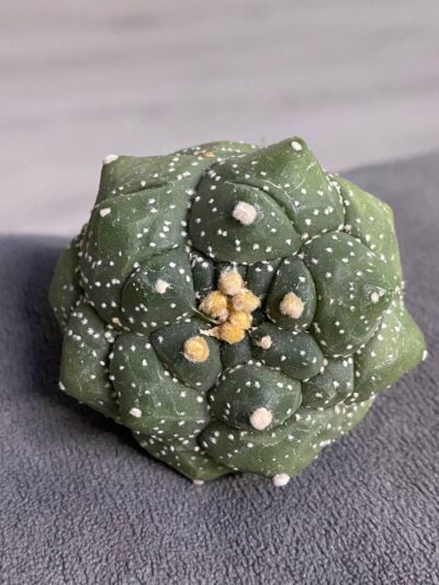 Astrophytum asterias cv. Kikko