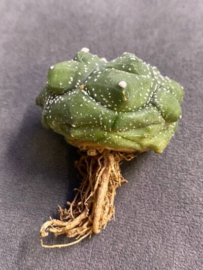 Astrophytum asterias cv. Kikko - Зображення 2