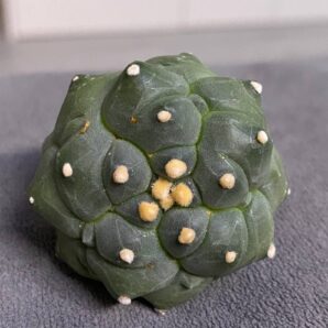 Astrophytum asterias v.nudum cv. Kikko