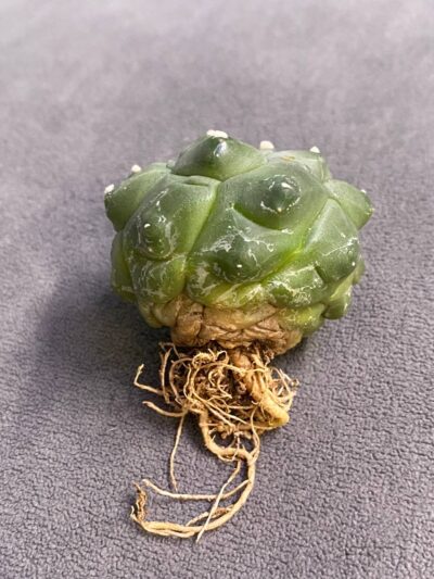 Astrophytum asterias v.nudum cv. Kikko - Зображення 2