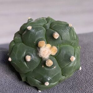 Astrophytum asterias v.nudum cv. Kikko