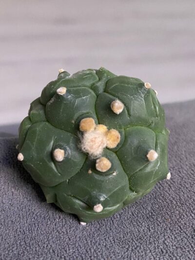 Astrophytum asterias v.nudum cv. Kikko
