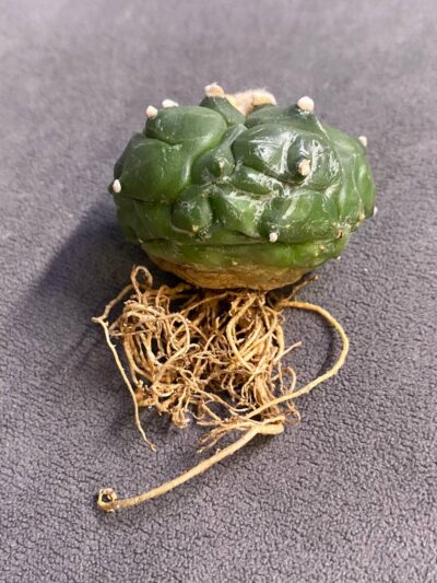 Astrophytum asterias v.nudum cv. Kikko - Зображення 2