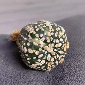 Astrophytum asterias cv.Super Kabuto Nishiki