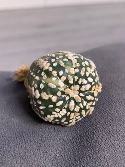 Astrophytum asterias cv.Super Kabuto Nishiki