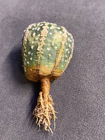 Astrophytum asterias cv.Super Kabuto Nishiki - Зображення 2
