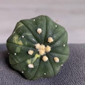 Astrophytum asterias v.nudum cv. Nishiki