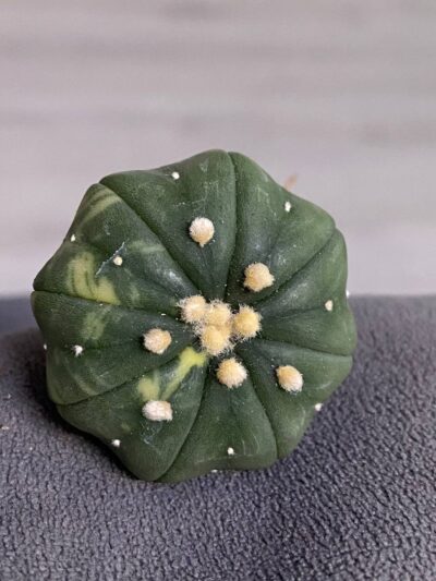 Astrophytum asterias v.nudum cv. Nishiki