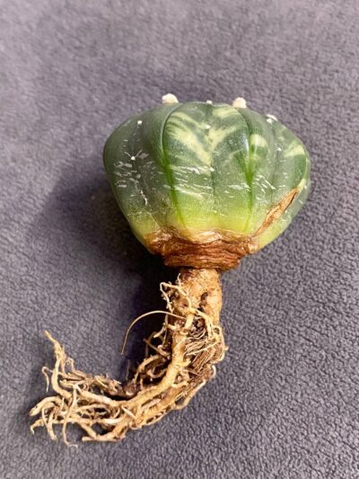 Astrophytum asterias v.nudum cv. Nishiki - Зображення 2