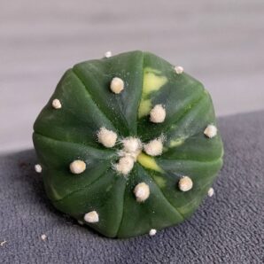 Astrophytum asterias v.nudum cv.Nishiki