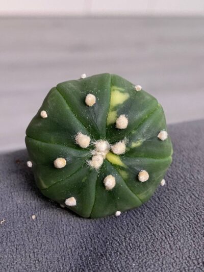 Astrophytum asterias v.nudum cv.Nishiki