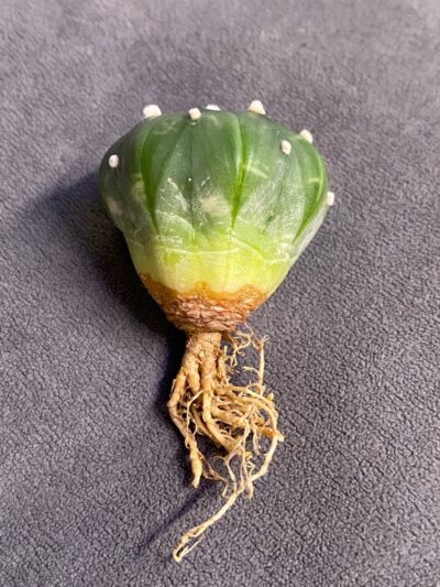Astrophytum asterias v.nudum cv.Nishiki - Зображення 2