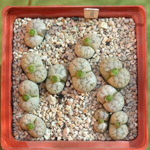 Lithops werneri, C188, MG1774