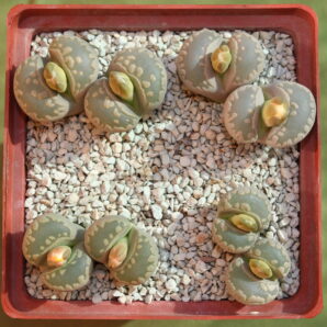 Lithops otzeniana, ex HUŠNER