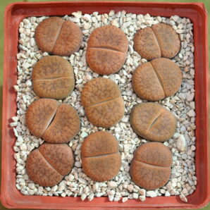 Lithops aucampiae v. koelemanii, C256