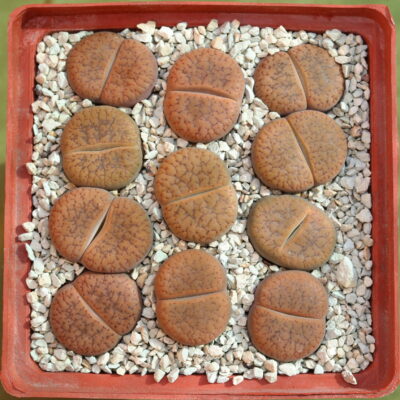 Lithops aucampiae v. koelemanii, C256