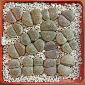 Lithops terricolor ‘Peersii’, C339, MG1731.76