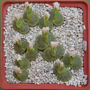 Lithops leslei ‘Albinica’