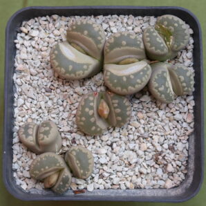 Lithops otzeniana