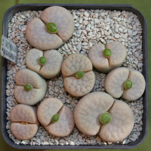 Lithops pseudotruncatella subs. volkii C069