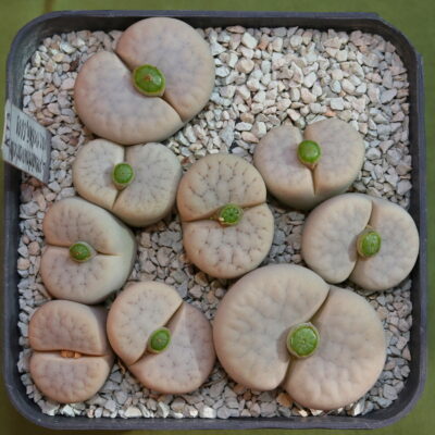 Lithops pseudotruncatella subs. volkii C069