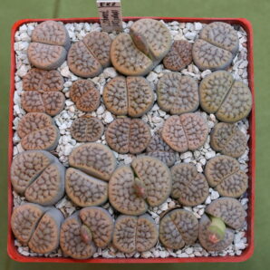 Lithops schwantesii v. urikosensis (C075)