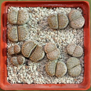 Lithops julii ssp fulleri, C56, MG1621.04