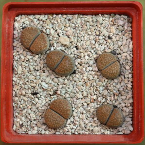 Lithops villetii subs. kennedyi, C229A