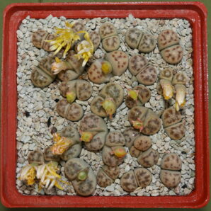 Lithops dinteri var. frederici, C180