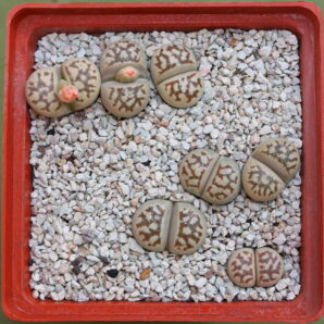 Lithops dorotheae , C124