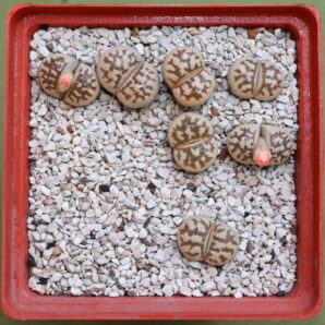 Lithops dorotheae , C300