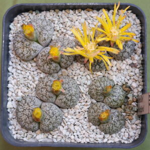 Lithops lesliei ssp. lesliei v. venteri