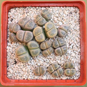 Lithops olivacea v. nebrownii, SW Pofadder, C162B, Piltz 6110