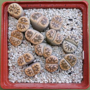 Lithops karasmontana ssp bella, SB2181, MG1625.46