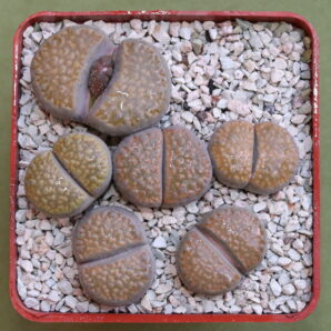 Lithops villetii ssp kennedyi, C123, MG1769