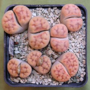 Lithops karasmontana 'summitatum', MG1633.7