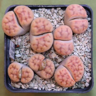 Lithops karasmontana 'summitatum', MG1633.7