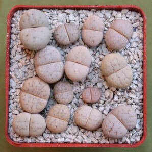 Lithops ruschiorum, C101