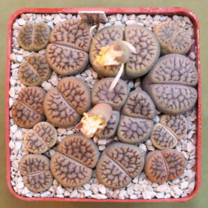 Lithops schwantesii v. urikosensis (C075), selected