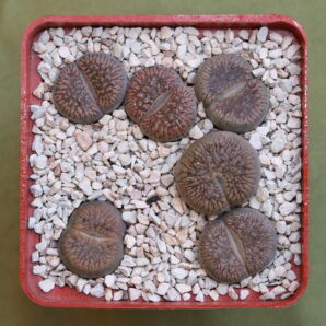 Lithops aucampiae var. fluminalis, C54