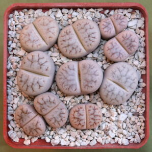 Lithops pseudotruncatella (white body)