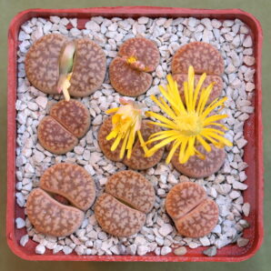 Lithops gesinae var. annae