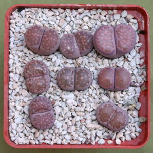 Lithops julii ‘Pink’, selected