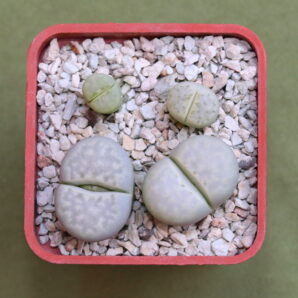 Lithops julii subsp. julii ‘Peppermint Creme’, C297A, Francois Hoes