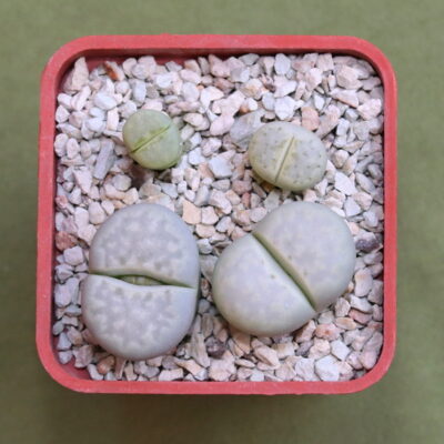 Lithops julii subsp. julii ‘Peppermint Creme’, C297A, Francois Hoes