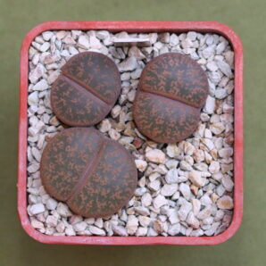 Lithops lesliei ssp. lesliei var. rubrobrunnea, С204, MG1652