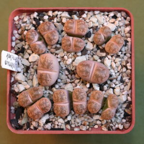 Lithops coleorum, ex Terry Smale